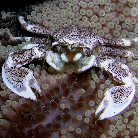 Porcelain Anemone Crab - Cua Hải Quỳ