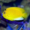 Cá Hoàng Yến - Flagfin Angelfish