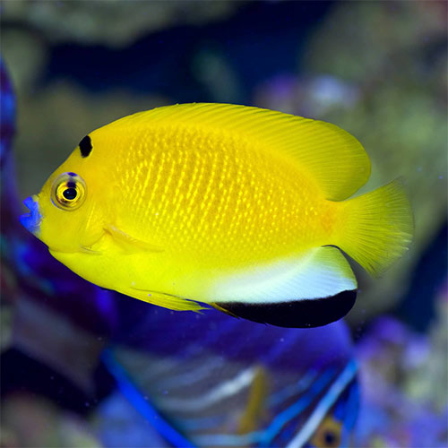 Cá Hoàng Yến - Flagfin Angelfish