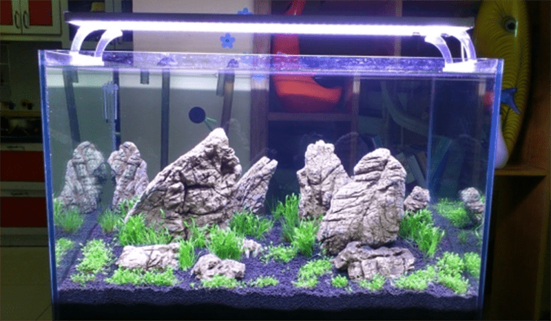 hồ cá cảnh 5