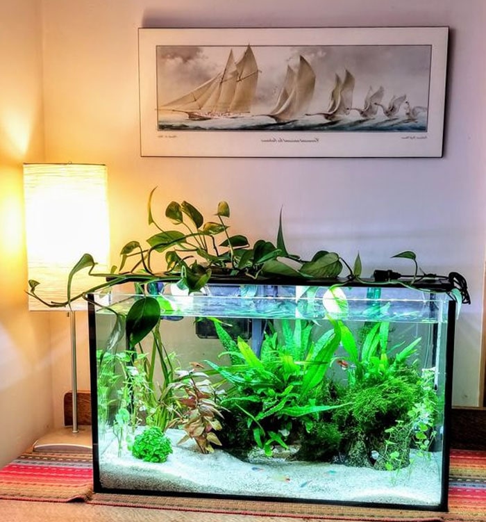 hồ cá cảnh mini