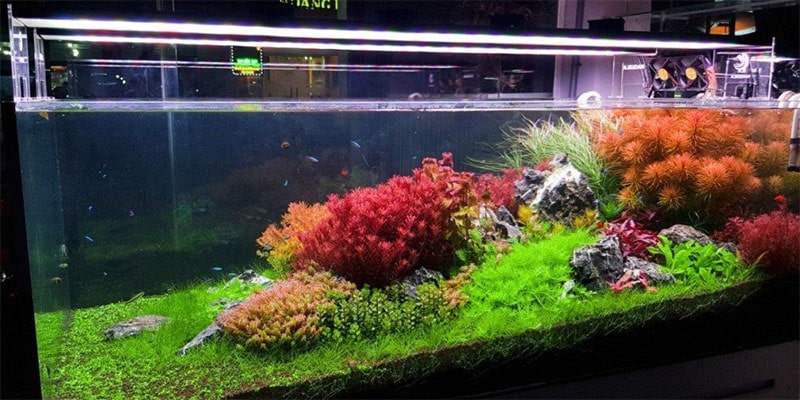 hồ thủy sinh