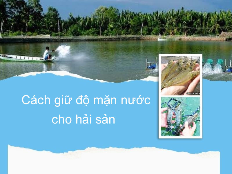 cách giữ độ mặn của nước thích hợp cho hải sản