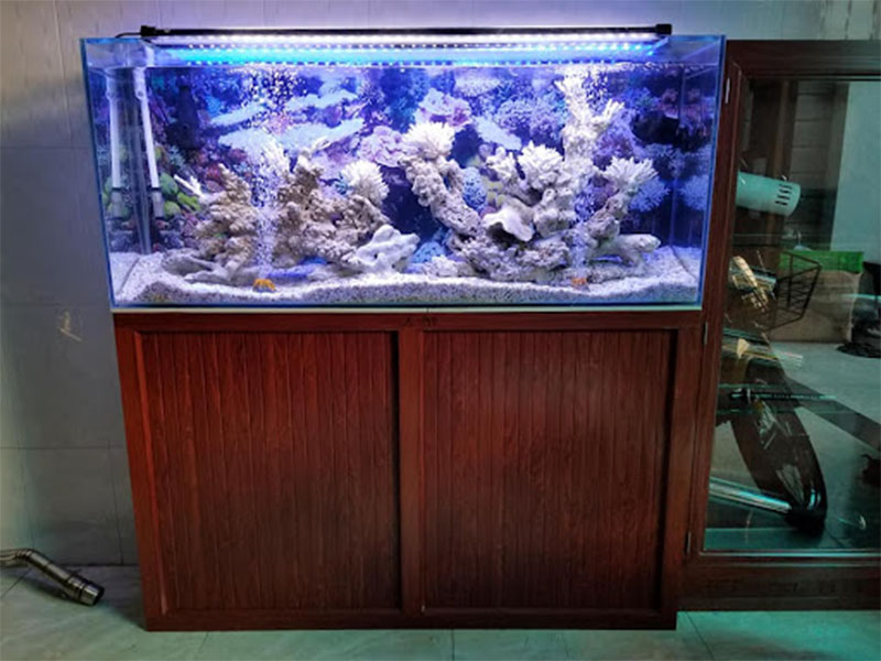 bể cá biển chân gỗ đẹp