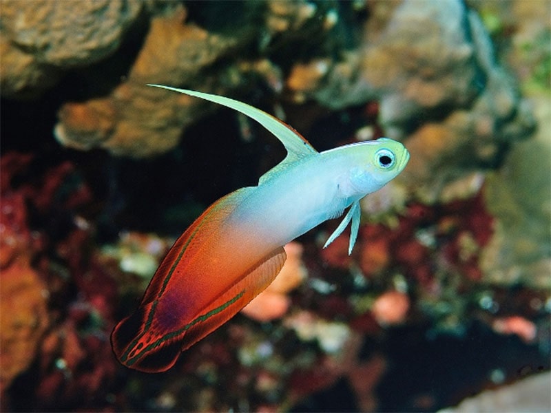 cá bống cờ lửa