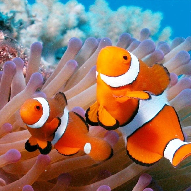 cá nemo