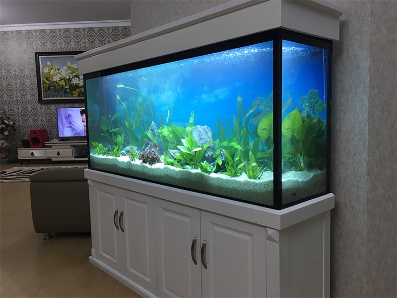 mẫu hồ cá biển đẹp