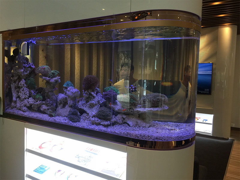 mẫu thiết kế bể cá biển đẹp