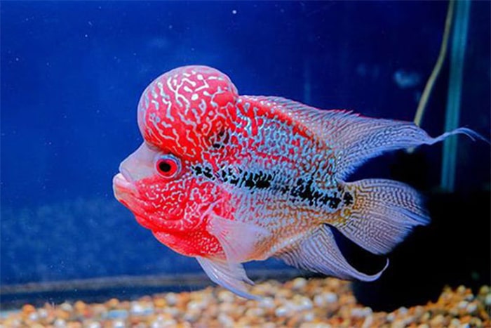 cá la hán King Kamfa