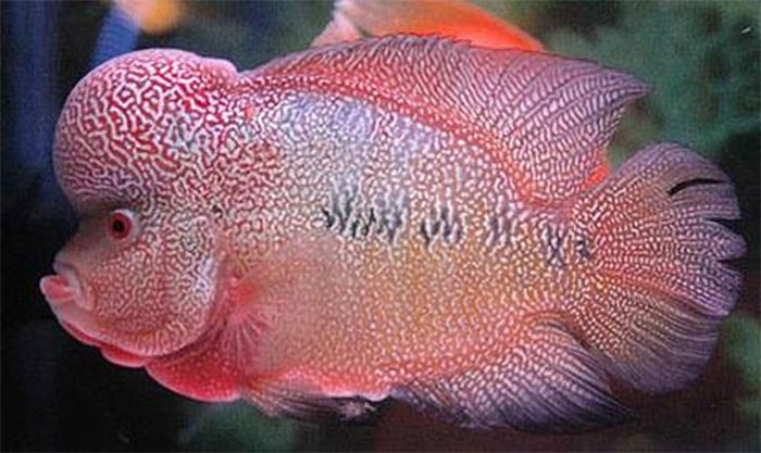 cá la hán kim cương