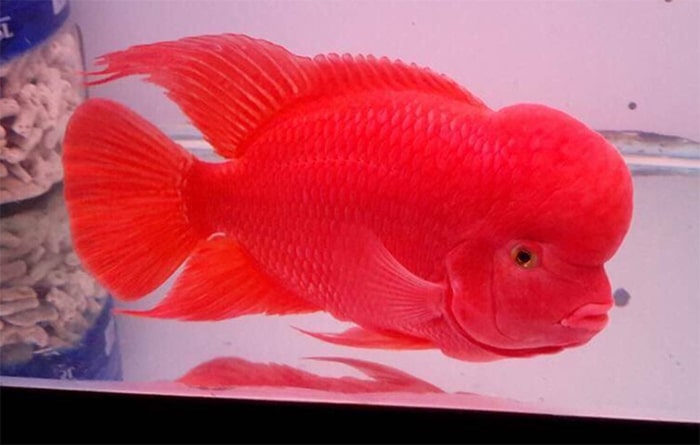 cá la hán phượng hoàng lửa