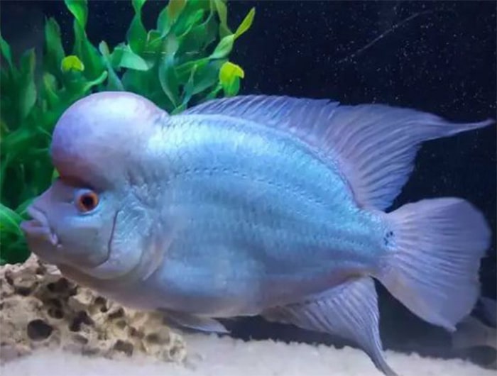 cá la hán thái silk