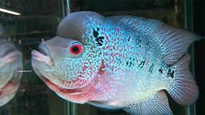 cá la hán trân châu